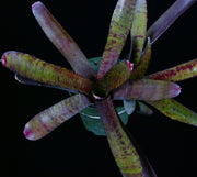 Neoregelia 'Punctate Red' x pascoliana