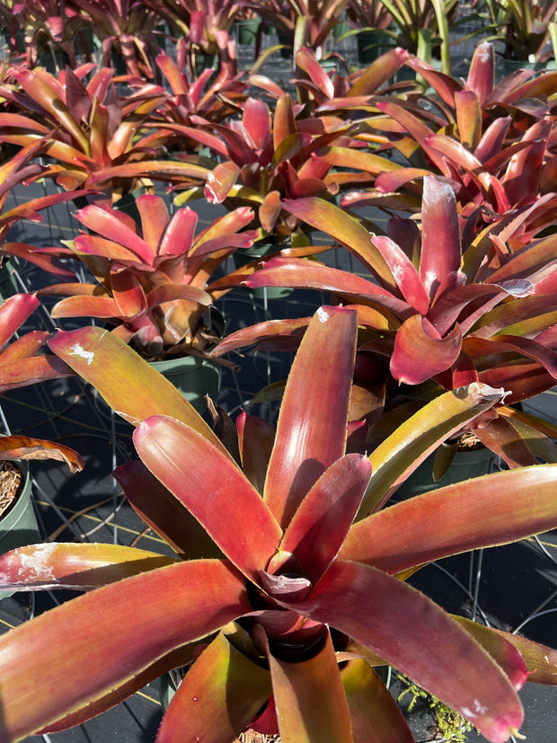 Neoregelia 'Geisha Girl'