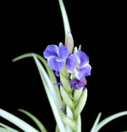 Tillandsia 'Star Catcher'