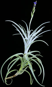 Tillandsia 'Star Catcher'