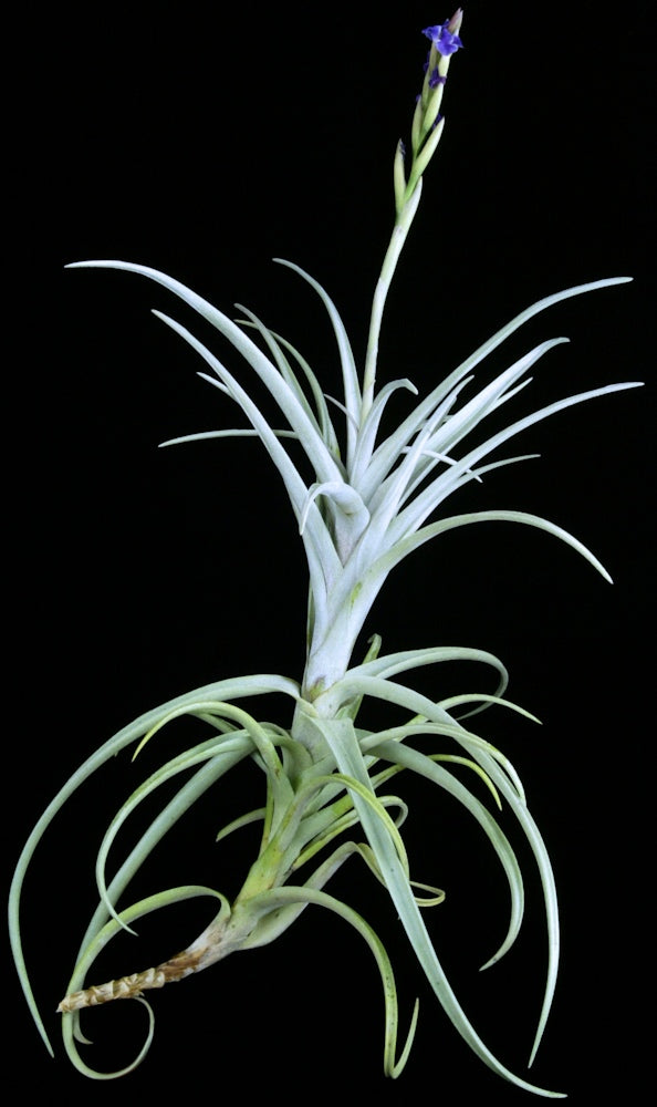 Tillandsia 'Star Catcher'