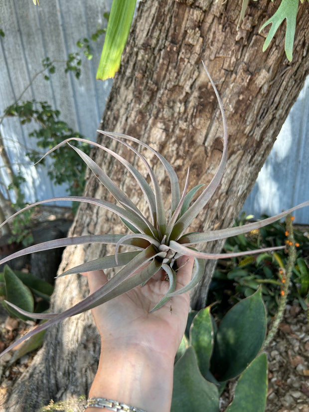 Tillandsia 'Tropiflora' x chiapensis