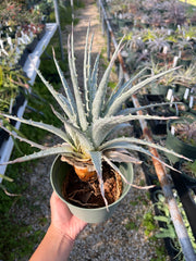 Hechtia zamudioi AS099-3