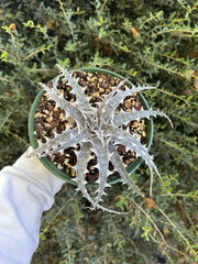 Dyckia 'Handle With Care'