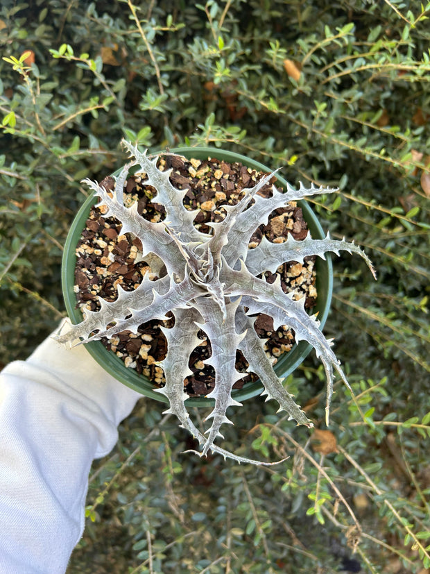 Dyckia 'Handle With Care'