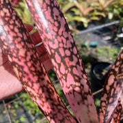 Billbergia 'Magic Flute'