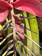 Billbergia magnifica