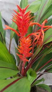 Pitcairnia 'Temptation'
