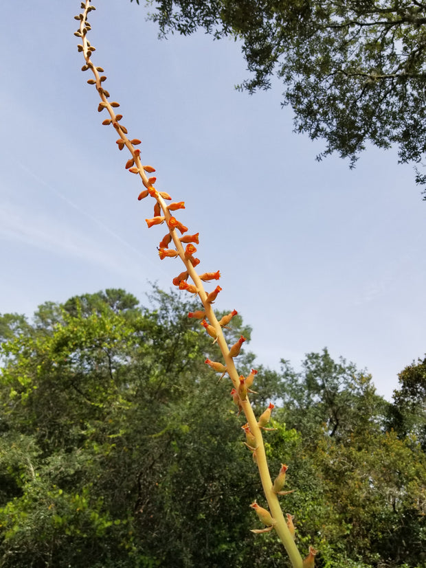 Dyckia species Bahia, Brazil