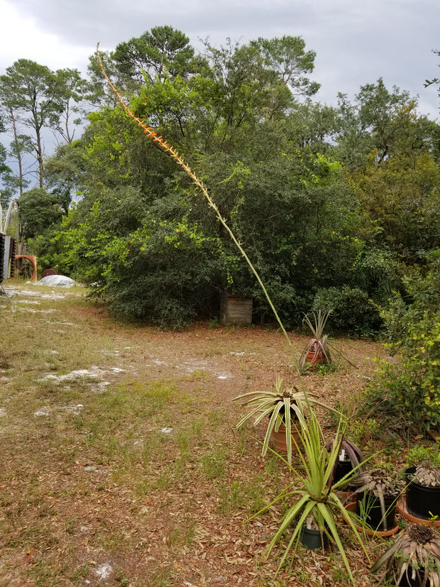 Dyckia species Bahia, Brazil