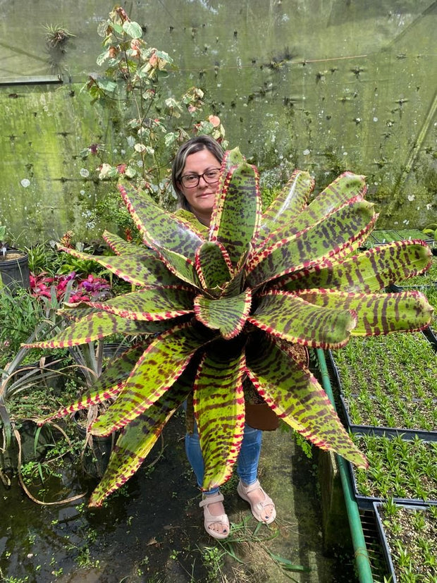 Neoregelia 'Maximus'