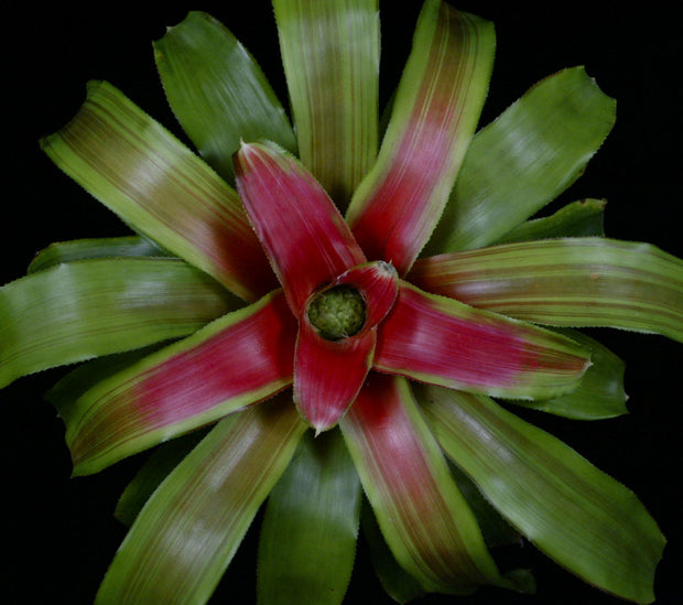 Neoregelia 'Canvey Carnival'