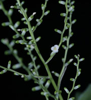 Lymania alvimii