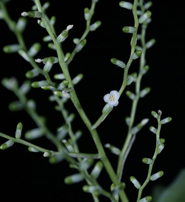 Lymania alvimii