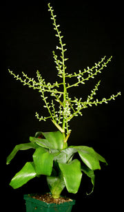 Lymania alvimii