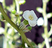 Lymania alvimii