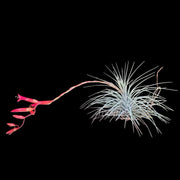 Tillandsia argentea