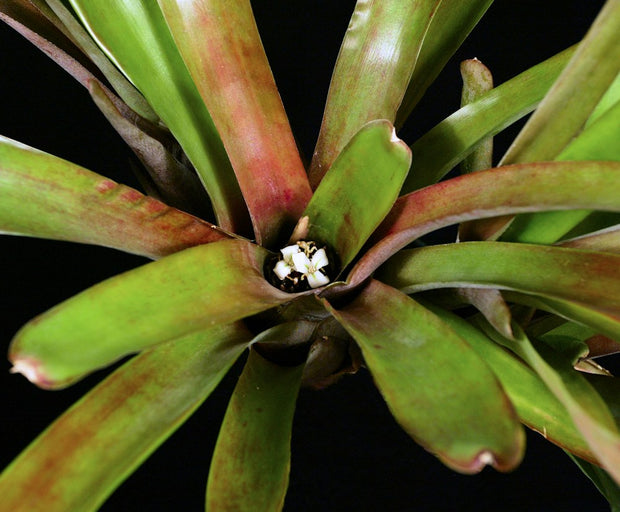 Neoregelia simulans