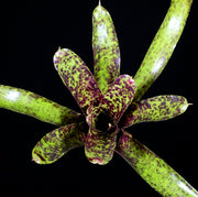 Neoregelia 'Ariel'
