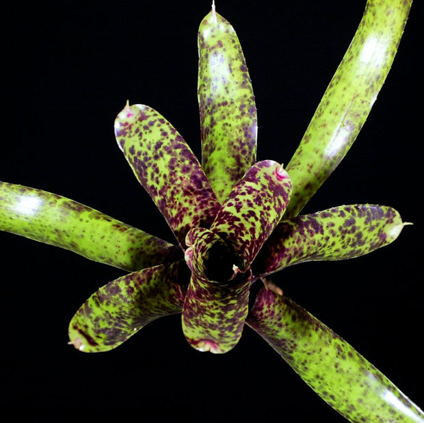Neoregelia 'Ariel'