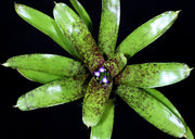 Neoregelia 'Ariel'