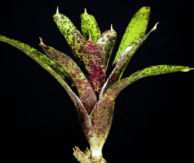 Neoregelia 'Ariel'