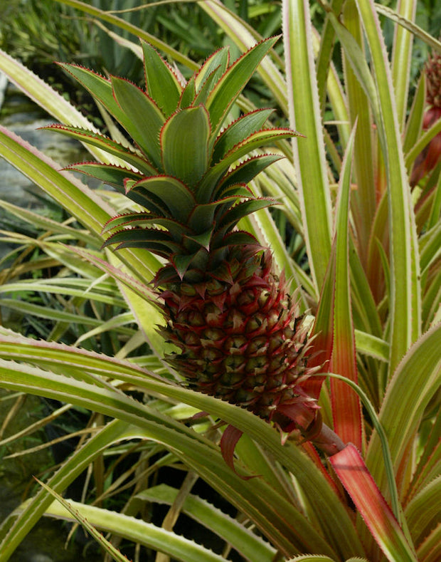 Ananas bracteatus albomarginated