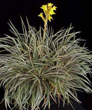 Dyckia choristaminea silver form