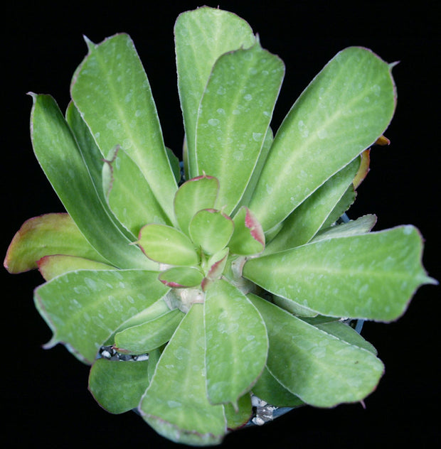 Euphorbia poissoni