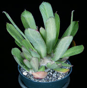 Euphorbia poissoni