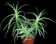 Orthophytum vagans albomarginated SEL2003-0198