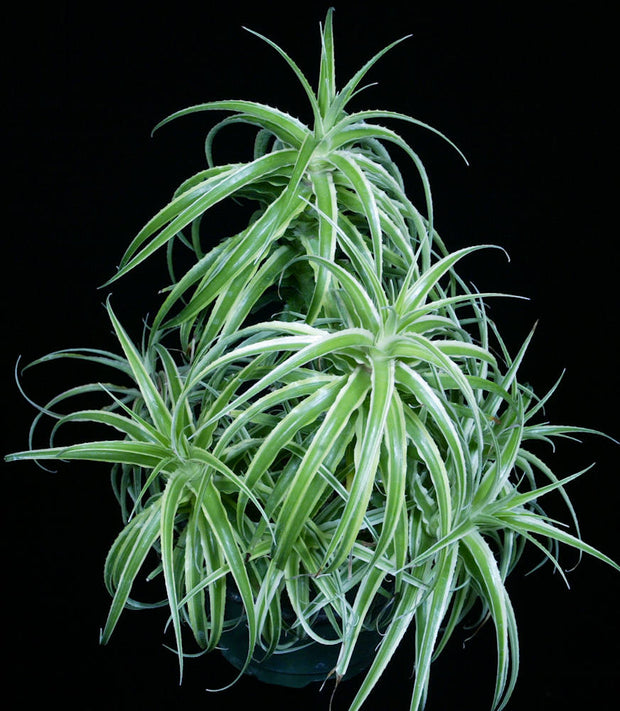 Orthophytum vagans albomarginated SEL2003-0198