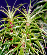 Orthophytum vagans albomarginated SEL2003-0198