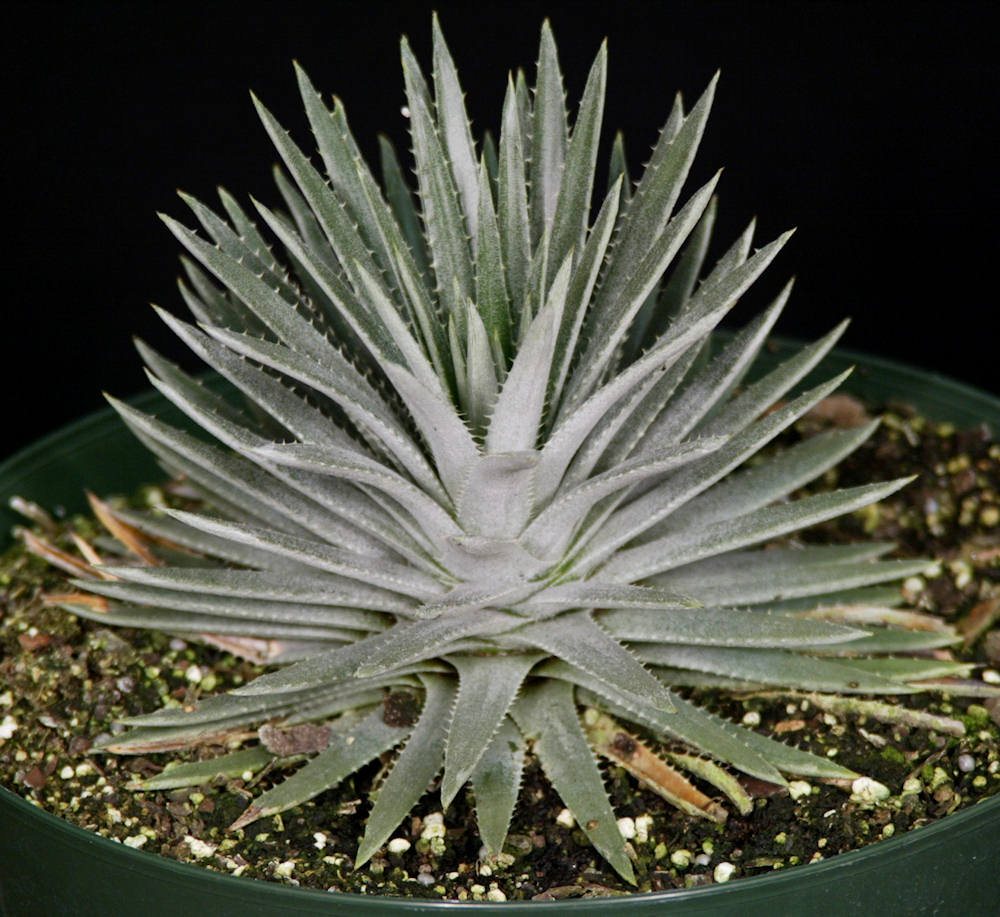 Dyckia hebdingii Arojo dos Ratos, RS – Tropiflora