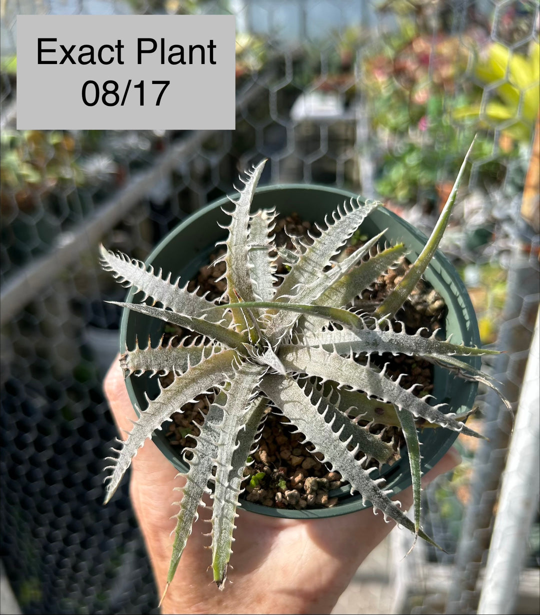 野生 ディッキア デリカータ Dyckia delicata white ⑵ Dyckia delicata – Tropiflora