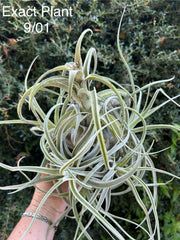 Tillandsia 'Lucille'