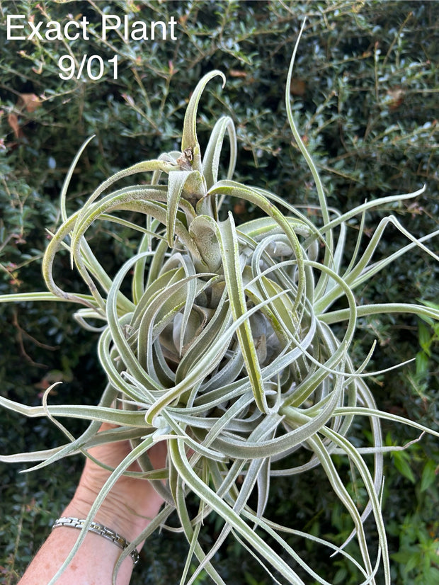 Tillandsia 'Lucille'