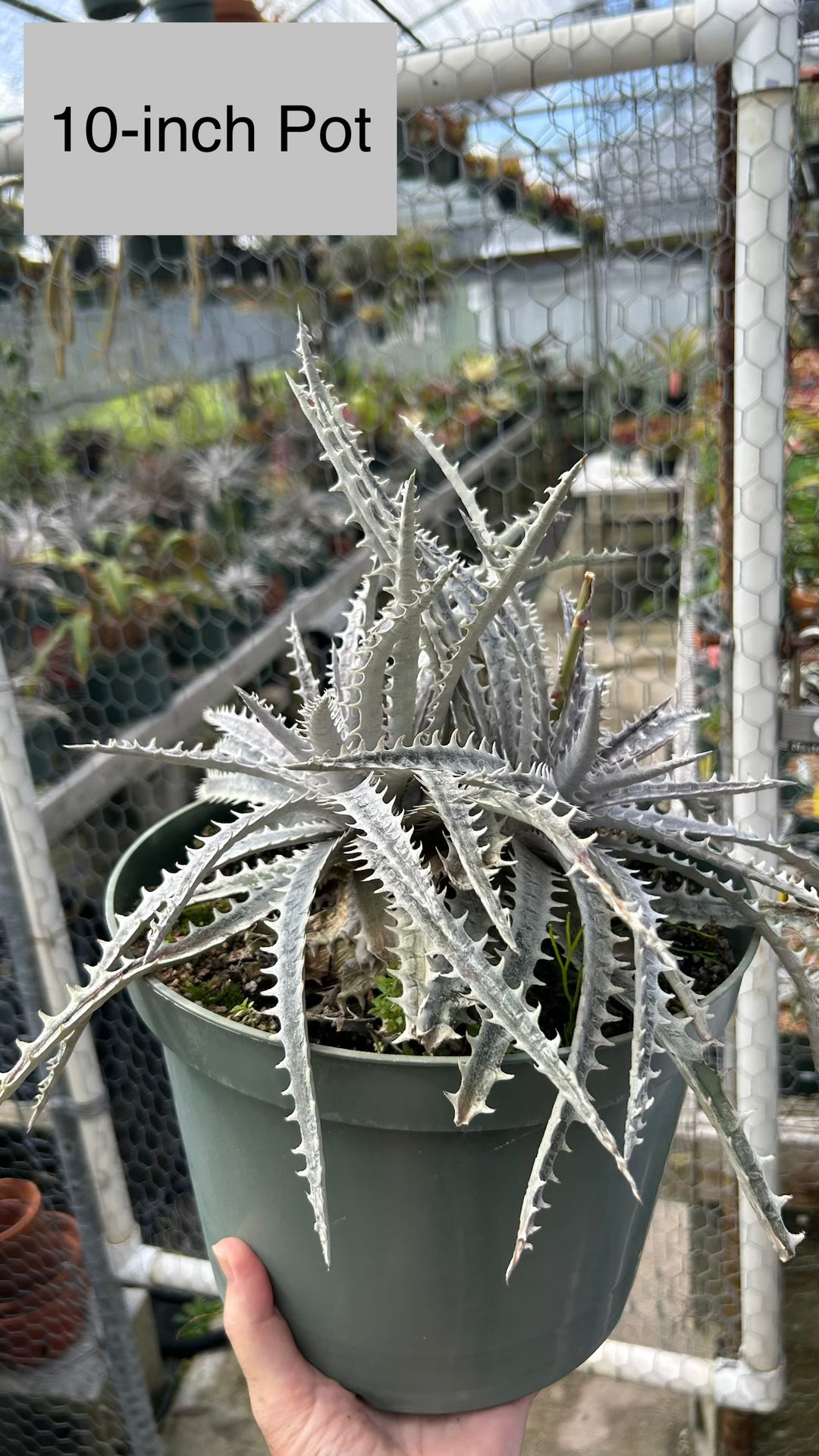 DBディッキア Dyckia Ari BS Paylen Kes #224 ⑴ Dyckia ('Arizona' x marnier-lapostollei) x 'Bone' – Tropiflora