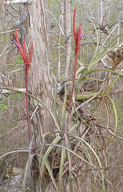 Tillandsia balbisiana Florida