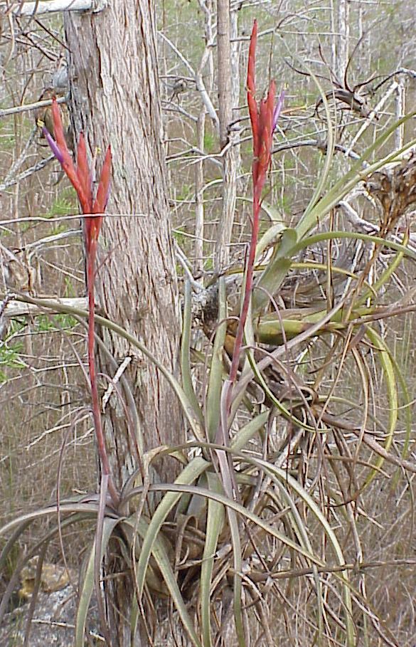 Tillandsia balbisiana Florida