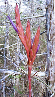 Tillandsia balbisiana Florida