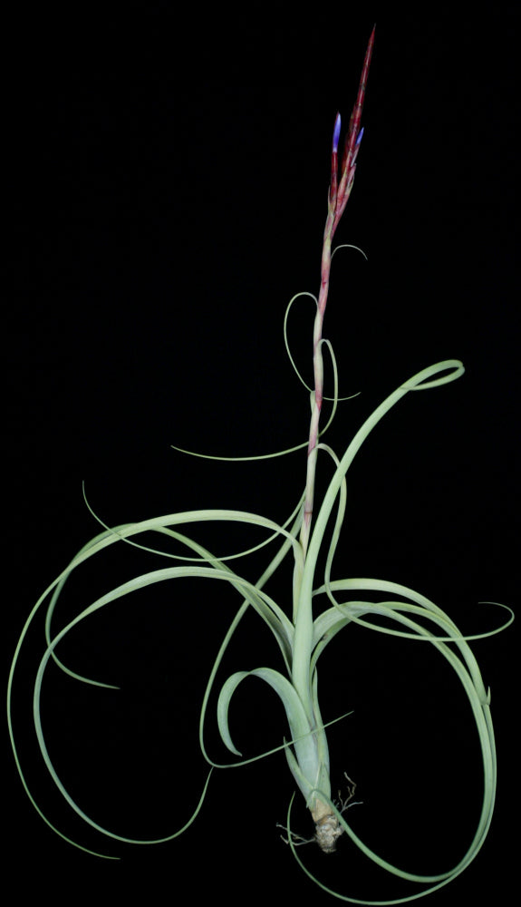 Tillandsia balbisiana Florida