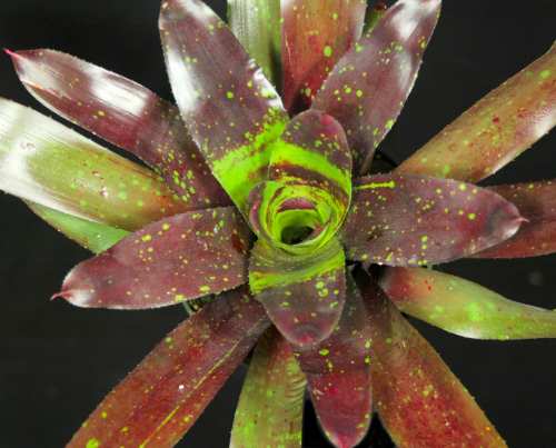 Neoregelia 'Color Parade'