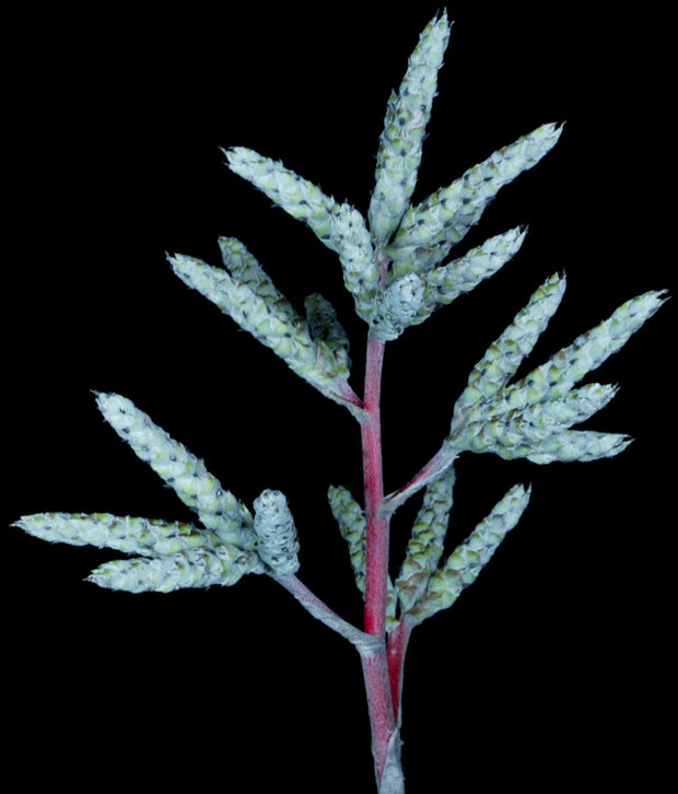 Hohenbergia lanata 'Best Clone'