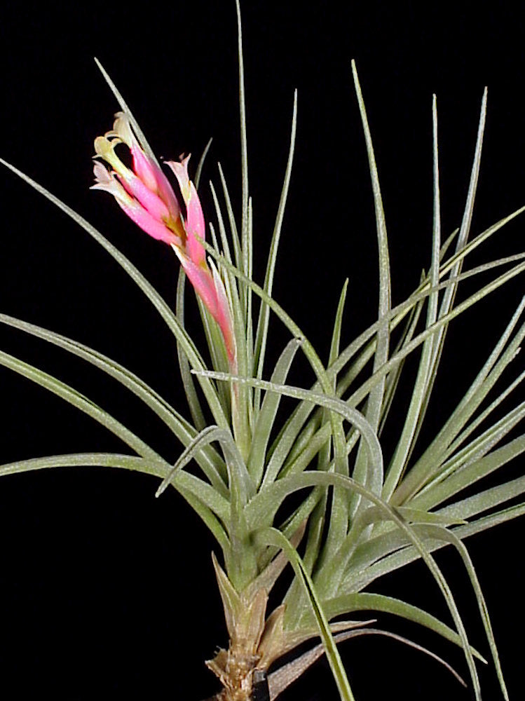 Tillandsia ixioides x tenuifolia – Tropiflora