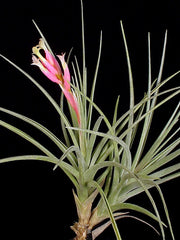 Tillandsia ixioides x tenuifolia