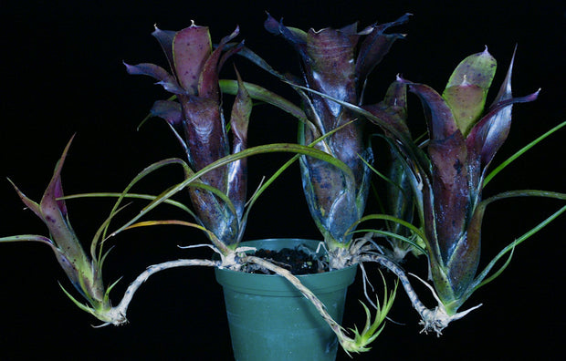 Neoregelia 'Purple Princess'