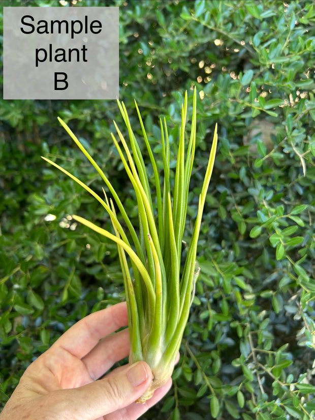 Tillandsia Joel Superior (RFI) 速達発送 Tillandsia 'Joel Superior' – Tropiflora