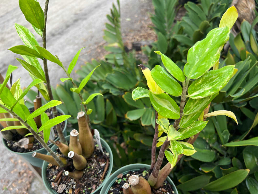 Zamioculcas zamiifolia 'Lancifolia' variegated – Tropiflora