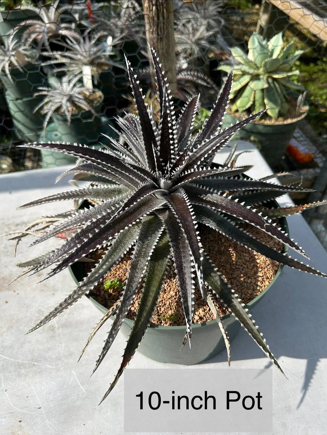 DBディッキア Dyckia Arizona x BS small #118 ⑸ DBディッキア Dyckia